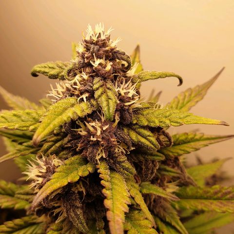 Purple lemonade growlog timeline photo