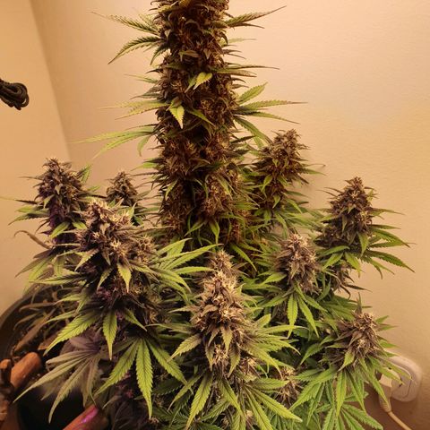 Purple lemonade growlog timeline photo