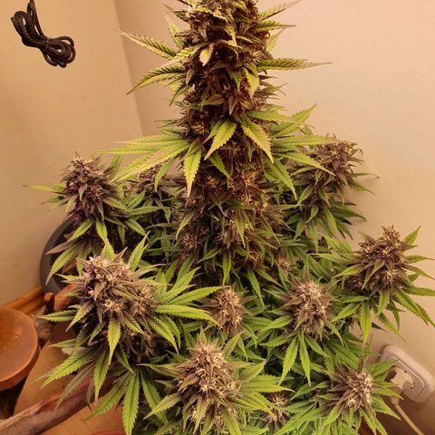 Purple lemonade growlog timeline photo