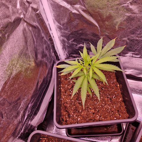 Lemonita growlog timeline photo