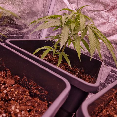 Lemonita growlog timeline photo