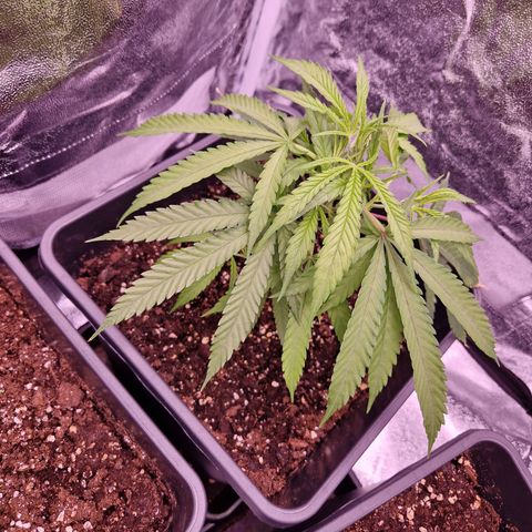 Lemonita growlog timeline photo