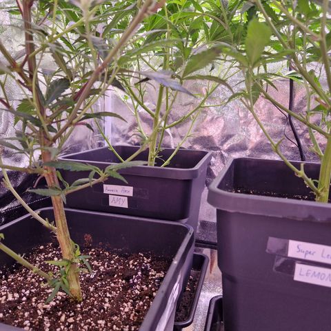 Lemonita growlog timeline photo