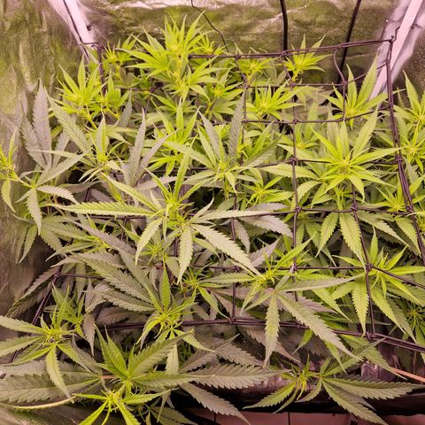 Lemonita growlog timeline photo