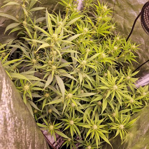 Lemonita growlog timeline photo