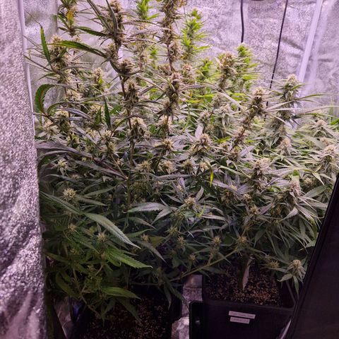 Lemonita growlog timeline photo