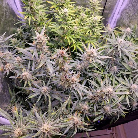 Lemonita growlog timeline photo