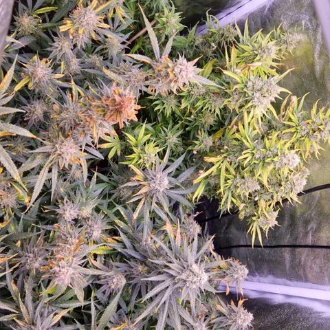 Lemonita growlog timeline photo
