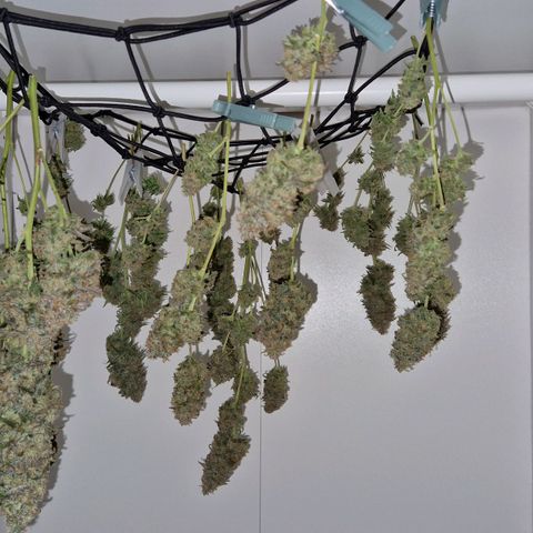 Lemonita growlog timeline photo