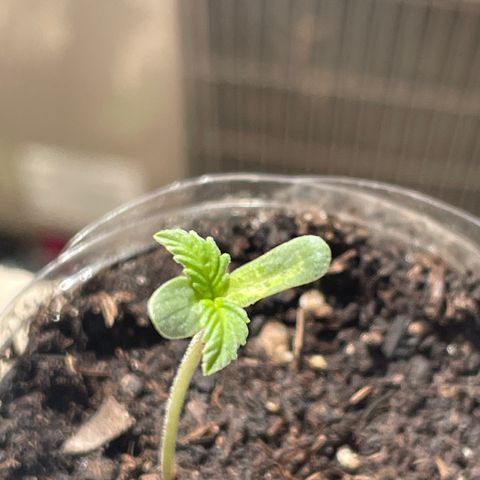 First Born growlog photo: shell still stuck on one. not sure how to remove. nervous. 