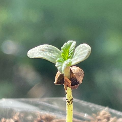 First Born growlog photo: shell still stuck on one. not sure how to remove. nervous. 