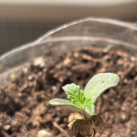 First Born growlog photo: shell still stuck on one. not sure how to remove. nervous. 