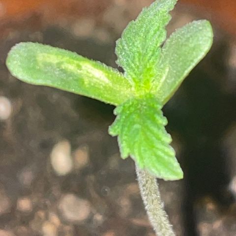 First Born growlog timeline photo