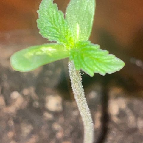 First Born growlog timeline photo