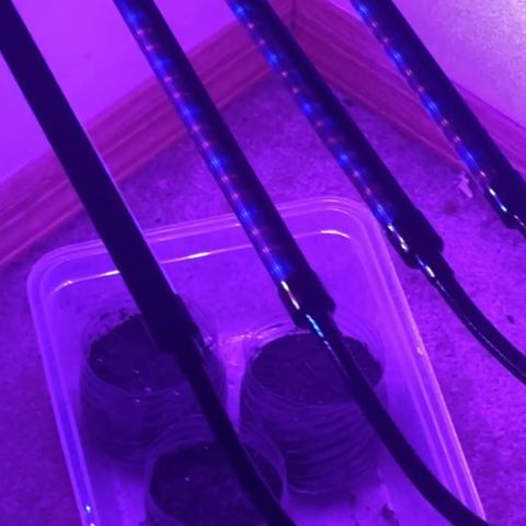 First Born growlog photo: PLANTING DAY👨🏻‍🌾⛲️