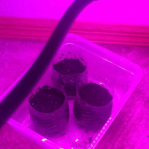 First Born growlog photo: PLANTING DAY👨🏻‍🌾⛲️