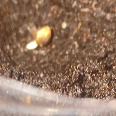 First Born growlog photo: PLANTING DAY👨🏻‍🌾⛲️