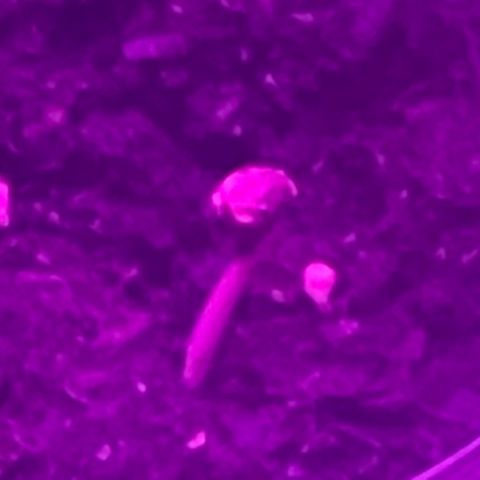 First Born growlog photo: SPROUTED