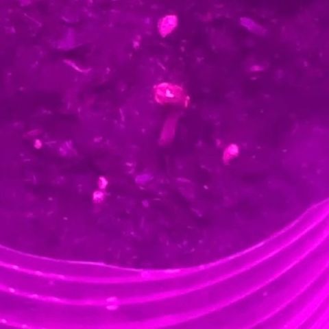 First Born growlog photo: SPROUTED