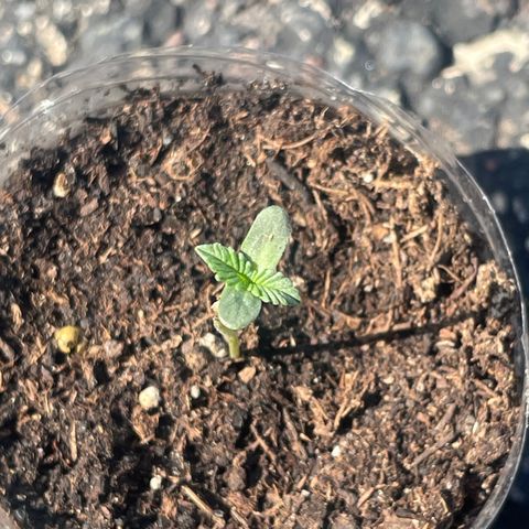 First Born growlog photo: needed a lil watering todayyyy