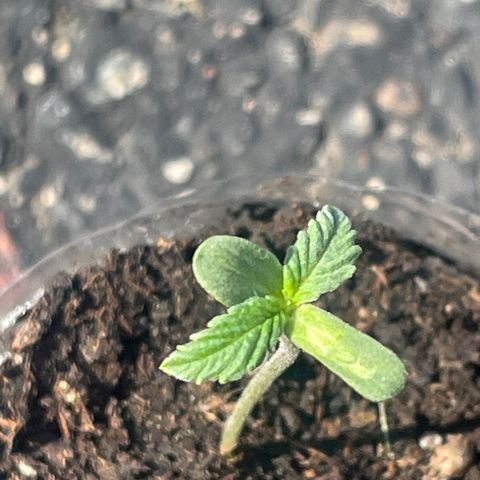 First Born growlog photo: needed a lil watering todayyyy