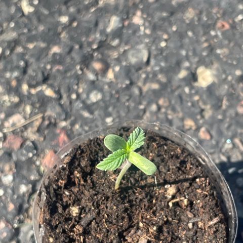 First Born growlog photo: needed a lil watering todayyyy