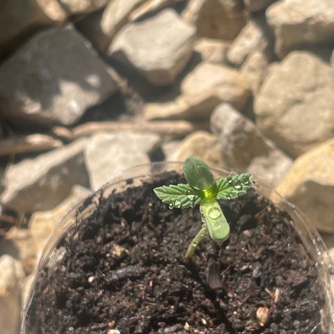 First Born growlog photo: needed a lil watering todayyyy