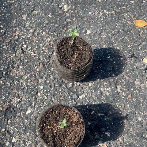 First Born growlog photo: needed a lil watering todayyyy