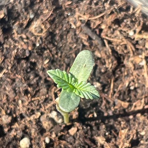 First Born growlog photo: needed a lil watering todayyyy