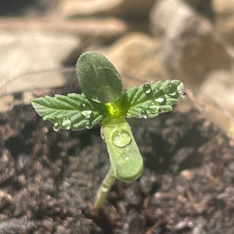 First Born growlog photo: needed a lil watering todayyyy
