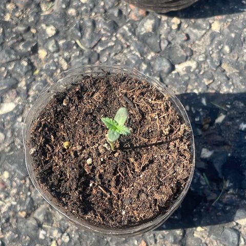 First Born growlog photo: needed a lil watering todayyyy