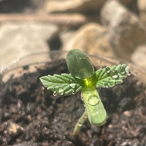 First Born growlog photo: needed a lil watering todayyyy