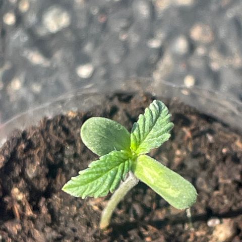 First Born growlog photo: needed a lil watering todayyyy