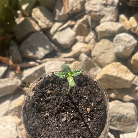 First Born growlog timeline photo