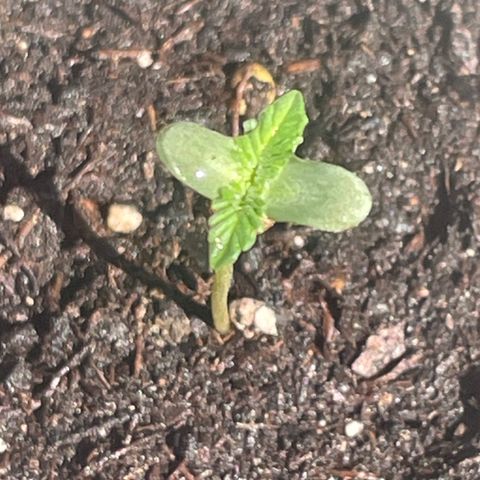 First Born growlog timeline photo