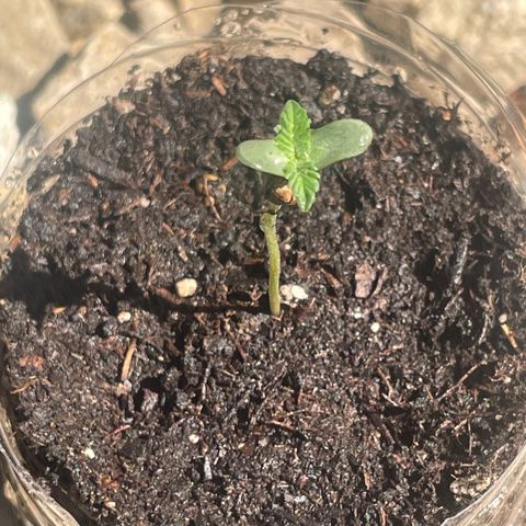 First Born growlog timeline photo