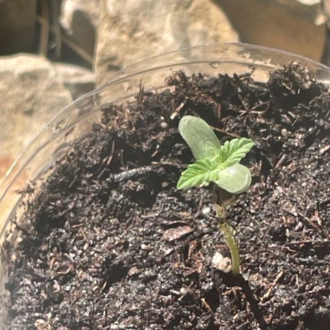 First Born growlog timeline photo