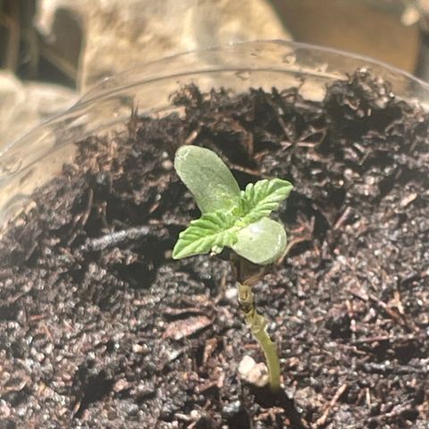 First Born growlog timeline photo