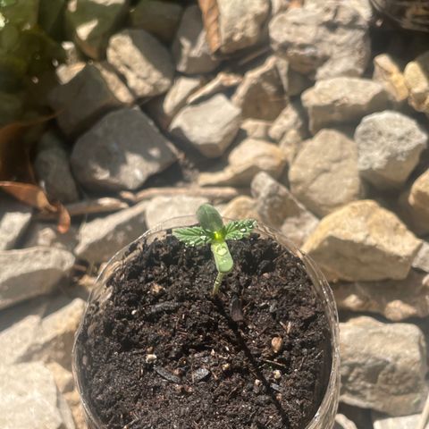 First Born growlog timeline photo