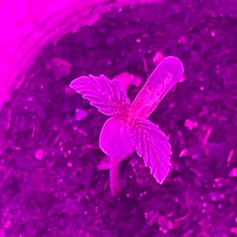First Born growlog timeline photo