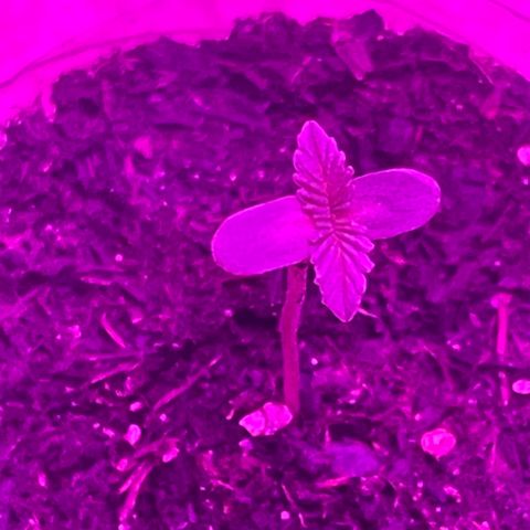 First Born growlog timeline photo