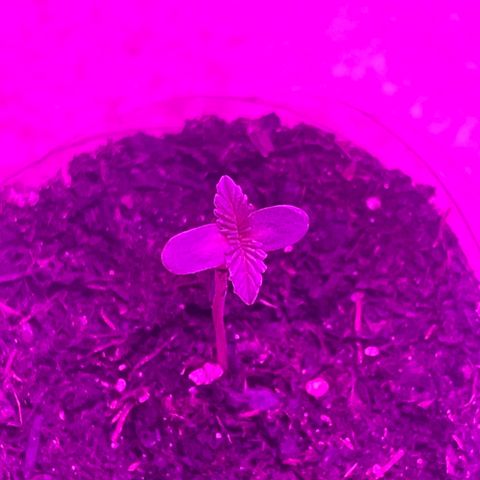 First Born growlog timeline photo