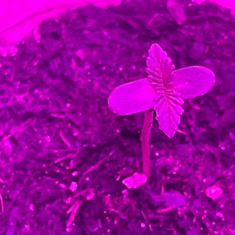 First Born growlog timeline photo