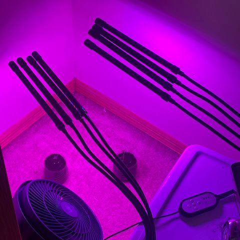 First Born growlog timeline photo