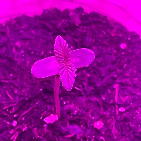 First Born growlog timeline photo