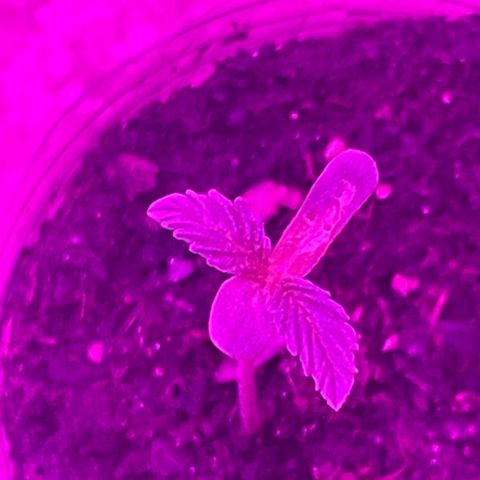 First Born growlog timeline photo