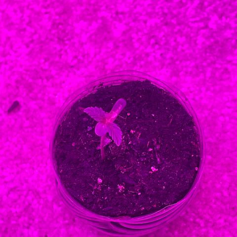 First Born growlog timeline photo