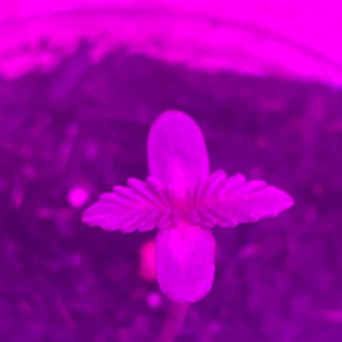 First Born growlog photo: looking good!!