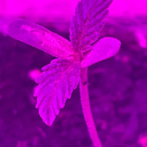 First Born growlog photo: looking good!!
