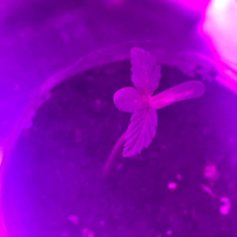 First Born growlog photo: looking good!!